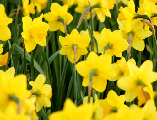 He Paid the Price – An Easter Blog