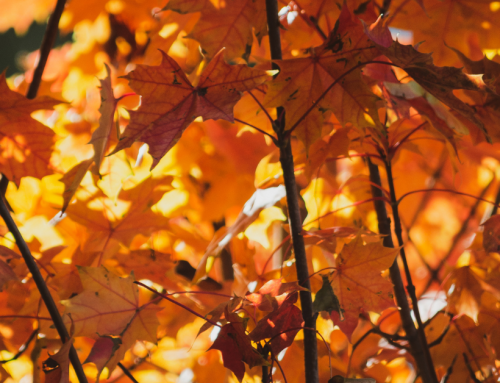 A Message of Thanksgiving