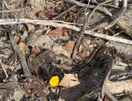 Firmly Rooted in His Love: An Easter Blog